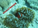 Philippinen 2008